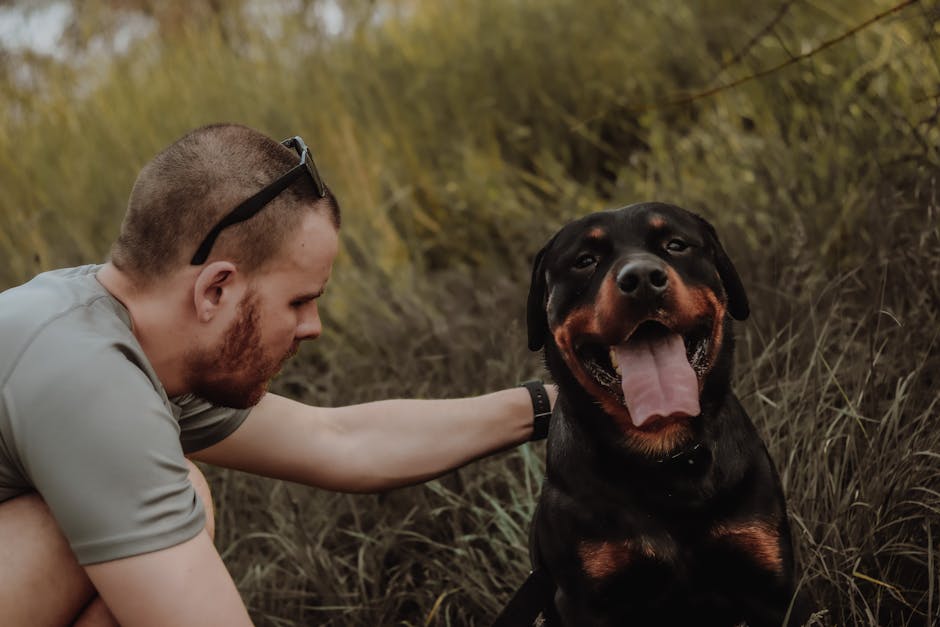 Köpek ortopedi iyileşmesi